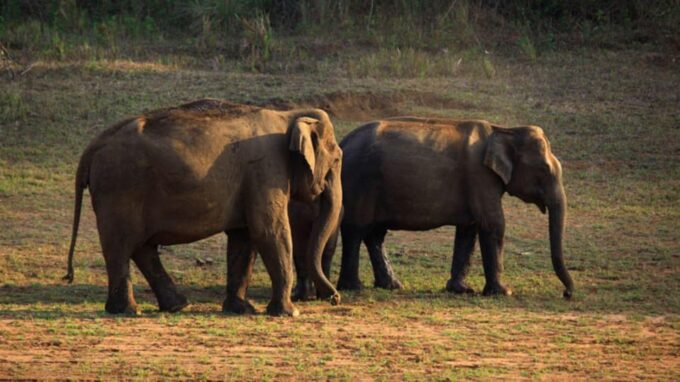 Munnar Hill Station With Periyar Wildlife Tour (03 Days) - Frequently Asked Questions