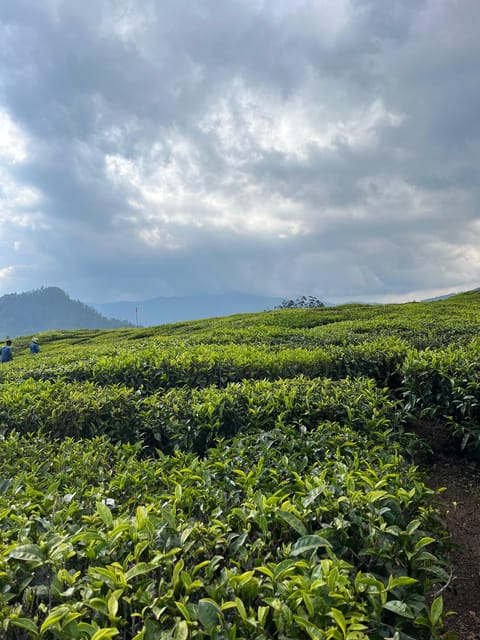 Munnar Local Sightseeing (Tea Valley Trip) - Booking and Payment