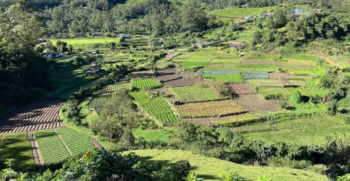 Munnar Local Sightseeing (Tea Valley Trip) - Flower Garden