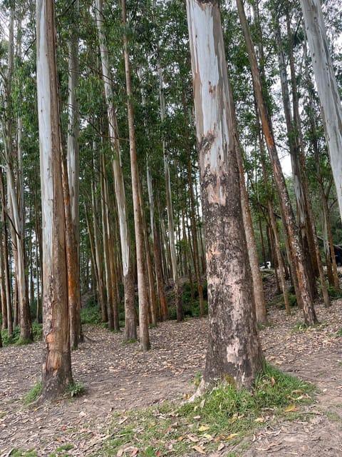 Munnar Local Sightseeing (Tea Valley Trip) - Elephant Park & Safari