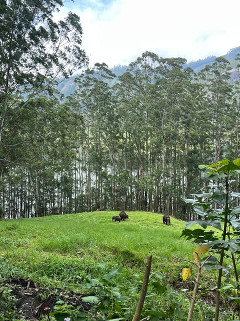 Munnar Local Sightseeing (Tea Valley Trip) - Mattupetty Tea Factory