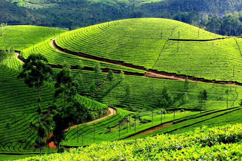 Munnar Private Day Trip - Itinerary Highlights