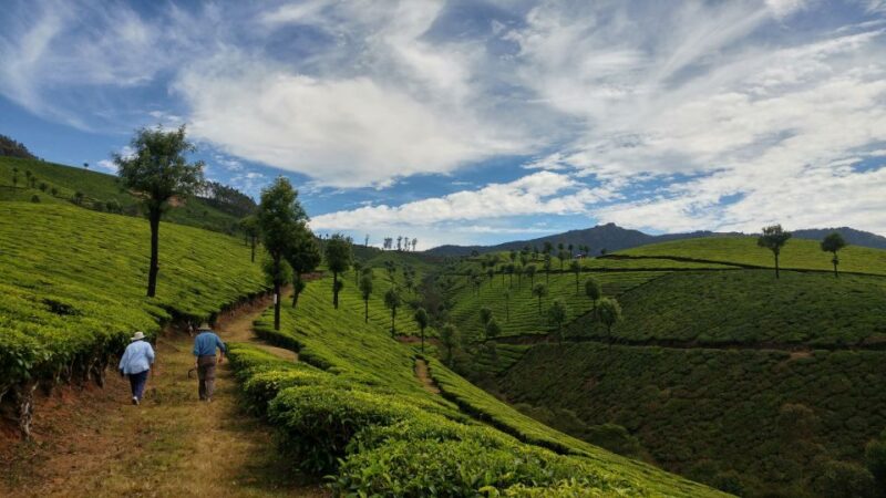 Munnar Private Day Trip - Important Information and Requirements