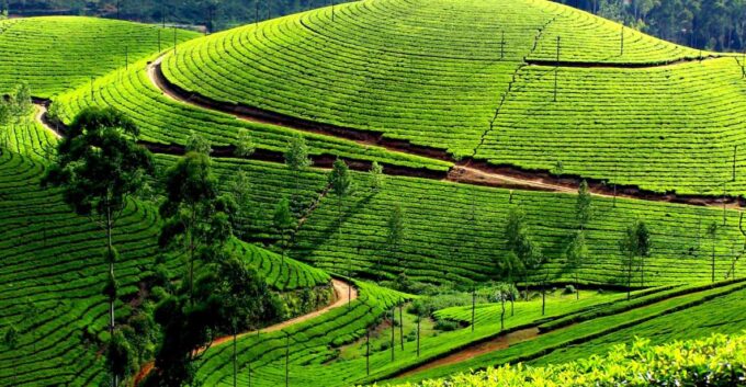 Munnar Private Day Trip - Customizing Your Day Trip