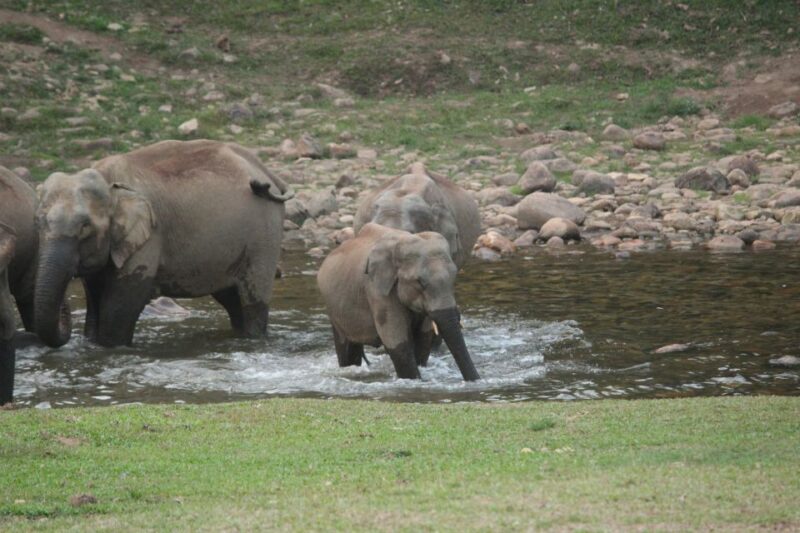 Munnar: Tea Garden and Elephant Safari Trip by 4x4 - Viewpoints and Wildlife