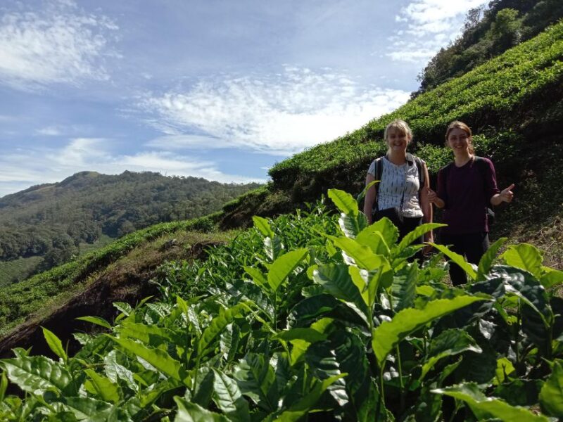 Munnar Tea Trek - Pricing and Availability