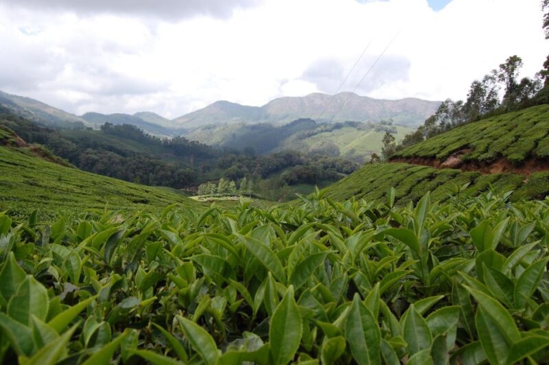 Munnar Tea Trek - Flora and Fauna
