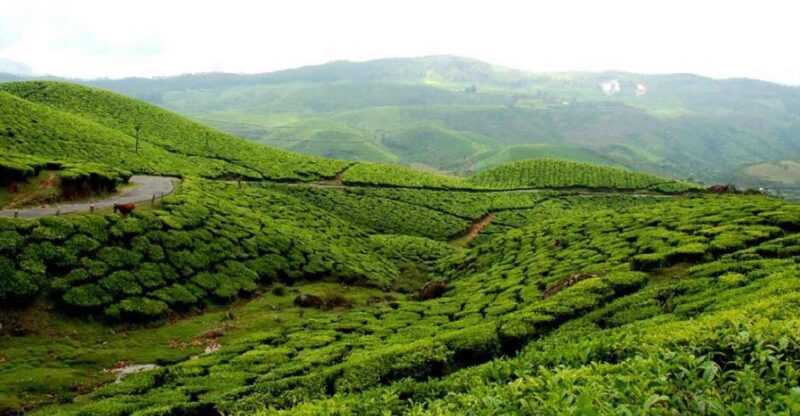 Munnar to Allepey One-Way Transfer - Key Points