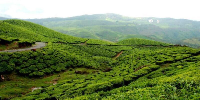 Munnar to Allepey One-Way Transfer - Service Features