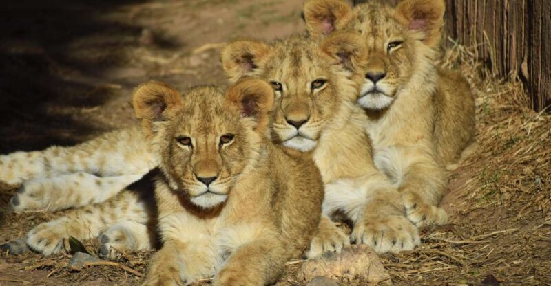 Murcia: Terra Natura Murcia Ticket Entry - Key Points