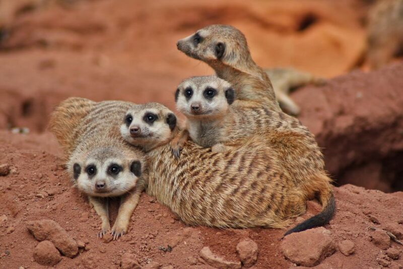 Murcia: Terra Natura Murcia Ticket Entry - Visitor Experience