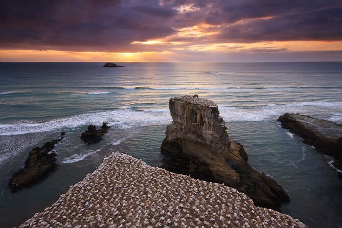 Muriwai Scenic Gannet & Wine Experience Incl. Lunch - Day Tour From Auckland - Meeting and Pickup Information
