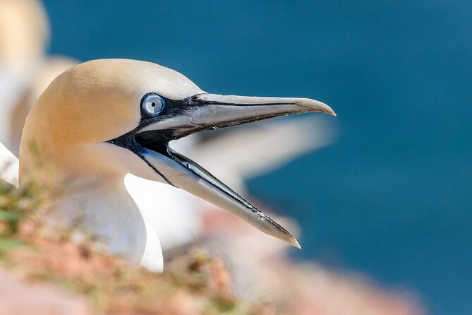 Muriwai Scenic Gannet & Wine Experience Incl. Lunch - Day Tour From Auckland - Wine Tastings and Lunch