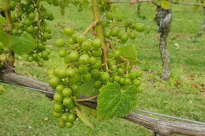Muriwai Scenic Wine Tour From Auckland - Wine Tasting Experiences