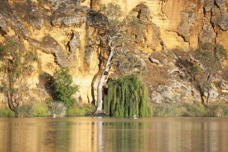 Murray River Highlights and Luncheon Cruise - Highlights