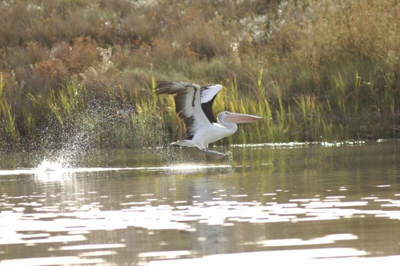 Murray River Highlights and Luncheon Cruise - Cruise Duration