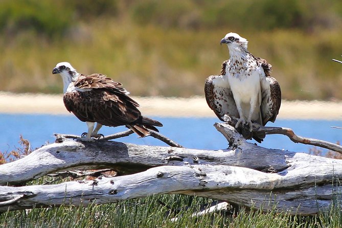Murray River Lunch Cruise - Booking and Payment Options