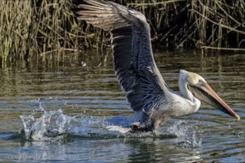 Murrells Inlet: Saltwater Marsh Eco Tour With Beachcombing - Vessel Information