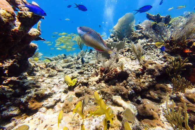 MUSA Museum and Colorful Reef 2 Tank Dive-Certified Divers - Dive Safety Considerations