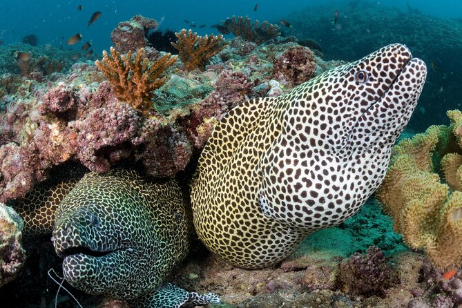 Muscat Scuba Diving Trip to Daymaniyat Islands - Timing and Duration