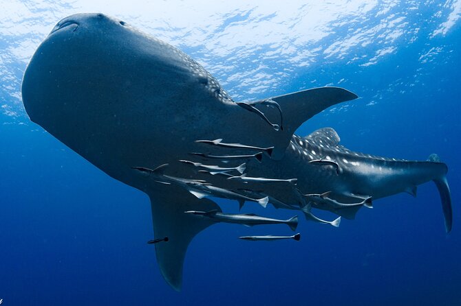 Muscat Scuba Diving Trip to Daymaniyat Islands - Safety and Medical Considerations