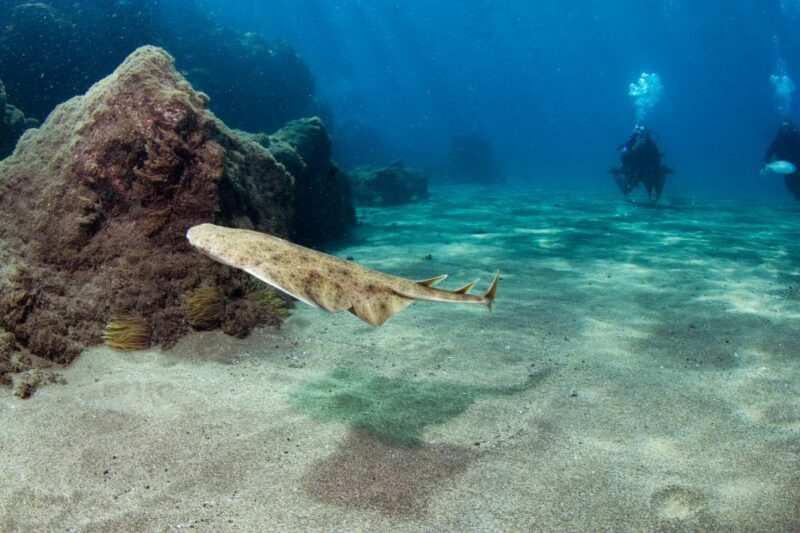 Museo Atlantico: Diving Class for Non-Certified Divers - Activity Description Overview