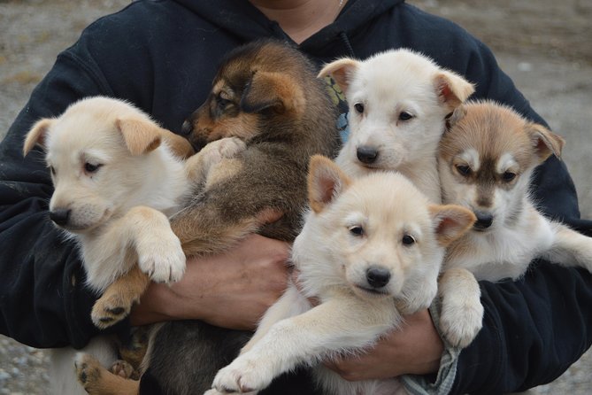 Mush Your Own Sled Dog Team (Summer/Fall Tour) - Included Activities
