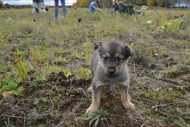 Mush Your Own Sled Dog Team (Summer/Fall Tour) - Contact Information