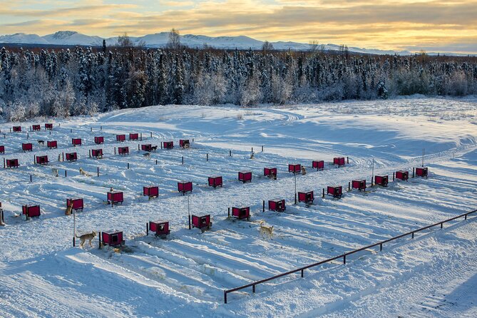 Mush Your Own Sled Dog Team (Winter Tour) in Talkeetna, Alaska - Zipping Through Snowy Birch Forests