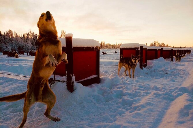 Mush Your Own Sled Dog Team (Winter Tour) in Talkeetna, Alaska - Cancellation and Additional Information