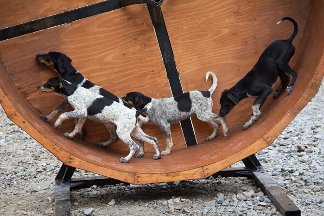Mushers Camp and Gold Panning Adventure - Key Points