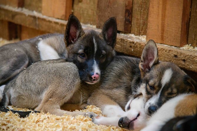 Mushers Camp and Gold Panning Adventure - Highlights of the Itinerary