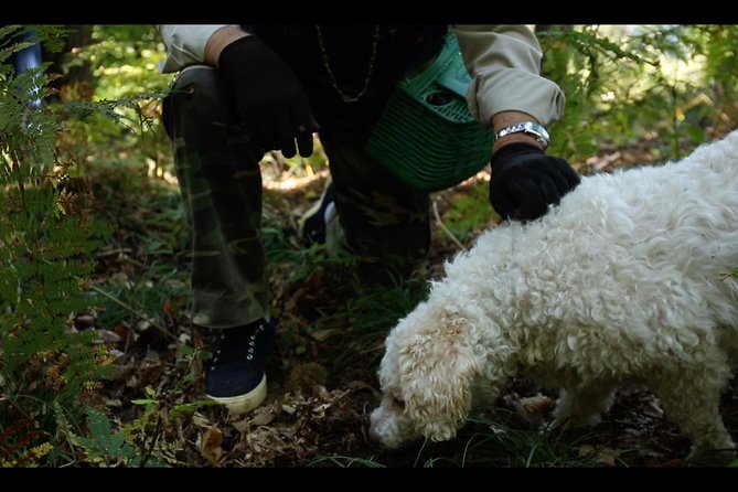 Mushroom And Truffle Hunting - Key Points