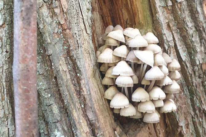MUSHROOM FORAGING TOUR in Slovenia - Overview of Mushroom Foraging Tour