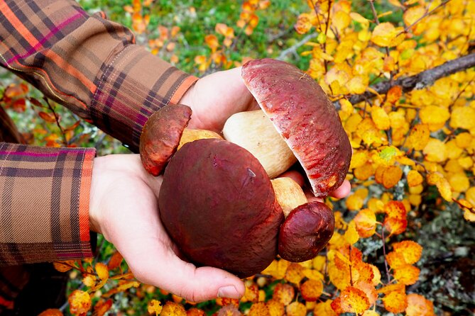 Mushroom Hunting in a National Park - Pricing and Booking