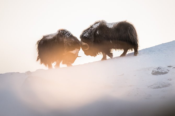 Musk Ox Safari in Dovrefjell National Park From Oppdal - Scenic Hike