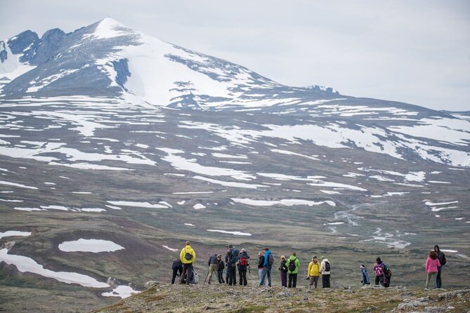 Musk Ox Safari in Dovrefjell National Park From Oppdal - Local Flora and Fauna