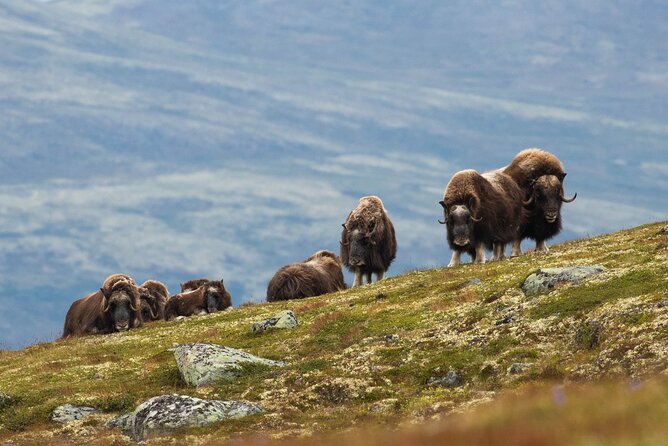Muskox Safari From Hjerkinn | Dovre & Lesja Active - Key Points