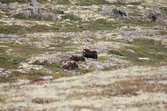 Muskox Safari From Hjerkinn | Dovre & Lesja Active - Transportation and Accessibility