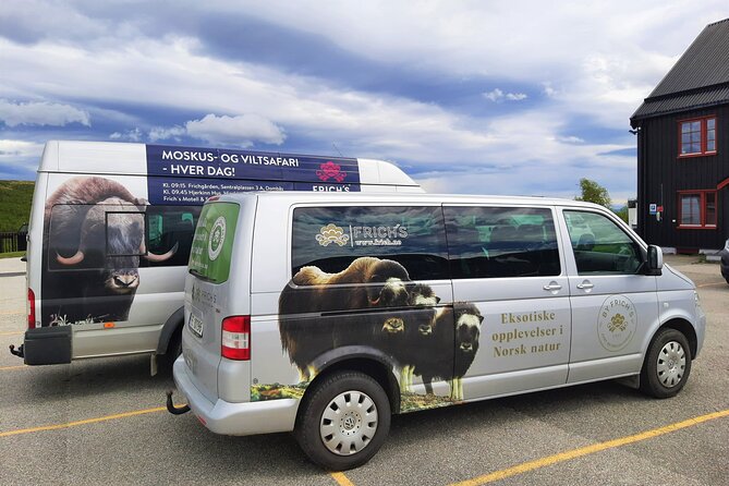Muskox Safari From Hjerkinn | Dovre & Lesja Active - Group Size and Booking Information