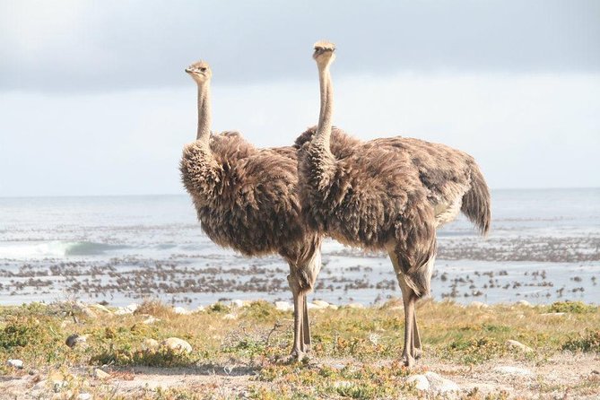 MUST Do: Cape Peninsula Tour & Good Hope From Cape Town! #1 Rated - Customer Reviews