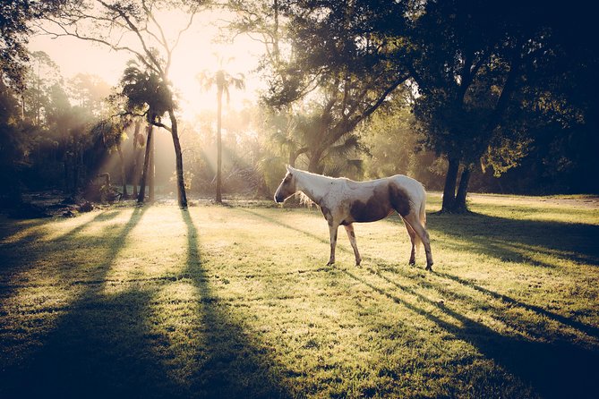 Mustang Horse Rescue Volunteer Experience! Full Day - Participant Eligibility