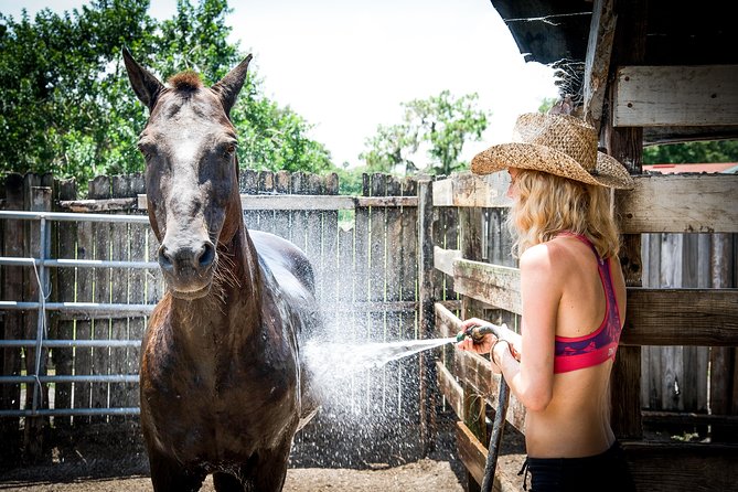 Mustang Rescue & Care Center Half Day Volunteer Experience - Volunteer Activities and Responsibilities