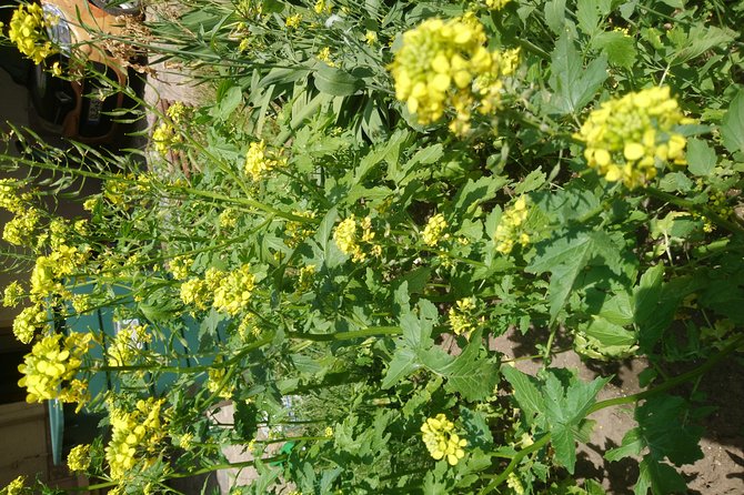 Mustard-Guided Manufaktur Sightseeing, Tasting and Factory Sales - Location and Booking Details
