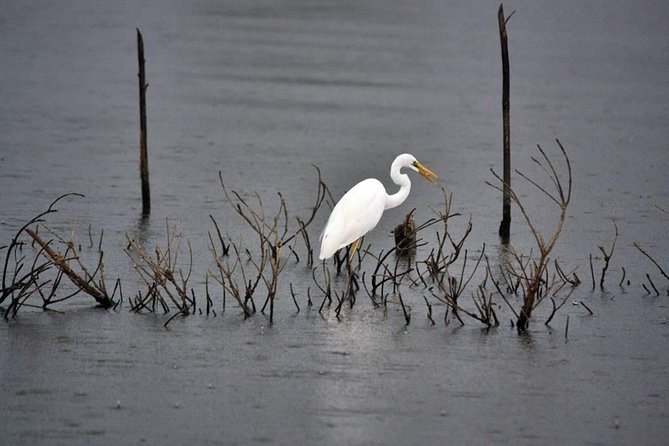 Muthurajawela Bird Watching Tour - Other Wildlife in Muthurajawela