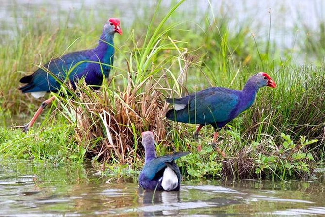 Muthurajawela Bird Watching Tour - Mangrove Forest Birdwatching