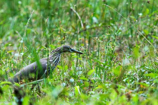Muthurajawela Bird Watching Tour - Tour Itinerary and Logistics