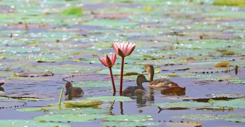 Muthurajawela Bird Watching Tour From Negombo and Colombo - Itinerary and Experience