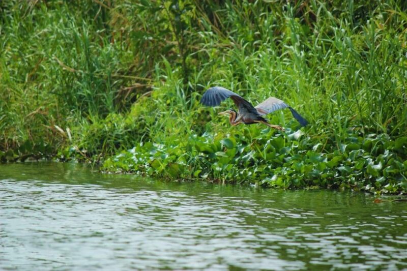 Muthurajawela Bird Watching Tour From Negombo and Colombo - Wildlife and Biodiversity