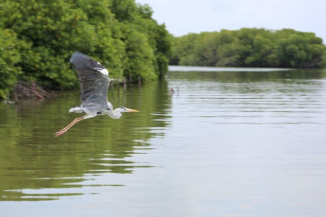 Muthurajawela Bird Watching Tour From Negombo / Colombo - Meeting and Pickup Details